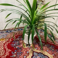 گل بزرگ|گل و گیاه طبیعی|بانه, |دیوار