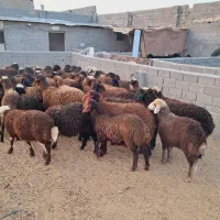 70 راس بره نر و ماده سبک افشاری مناسب پروار