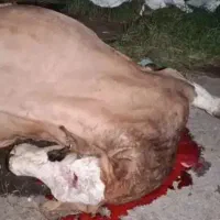 گاو و گوسفند دست‌پا‌شکسته