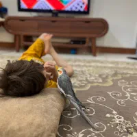 عروس هلندی سخن گو|پرنده|صومعه‌سرا, |دیوار