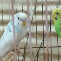 مرغ|پرنده|هندیجان, |دیوار