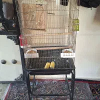 عروس هلندی|پرنده|پاکدشت, پاکدشت (مامازند)|دیوار