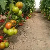 کارگر ساده برای سورت صیفی جات
