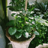 گل پاسیون|گل و گیاه طبیعی|شیراز, شهرک پردیس|دیوار