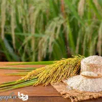 برنج فجر (محلی ممسنی)