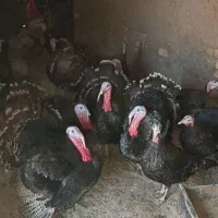 بوقلمون محلی|حیوانات مزرعه|قلقل رود, |دیوار