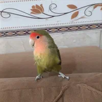 طوطی برزیلی جفت