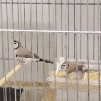 فنچ جفدی الماسی گلدین و...|پرنده|ری, شهادت|دیوار