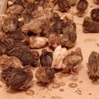 جوجه بلدرچین ۳۰روزه