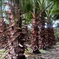 درخت پالم واشنگتنی ۲،۳ ،۴ متری|عمدهفروشی|دابودشت, |دیوار