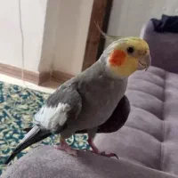 عروس هلندی نر سینامون|پرنده|سنگر, |دیوار