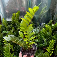 انواع گل اپارتمانی|گل و گیاه طبیعی|بابل, |دیوار