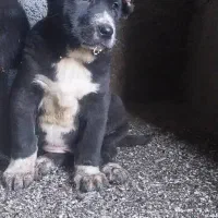 توله سگ الابای روسی|سگ|اصفهان, بهارستان|دیوار