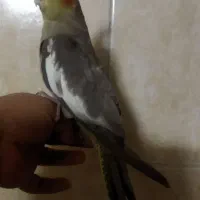 عروس هلندی دوماهه دونخور دستی