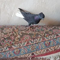 کفتر دمی بهبونی|پرنده|شیراز, دروازه قران|دیوار