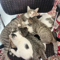 واگذاری رایگان بچه گربه خونگی|گربه|بیرجند, |دیوار