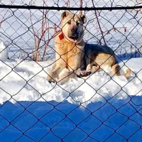 توله سرابی 11 ماه|سگ|مریوان, |دیوار