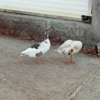 فروش غاز محلی