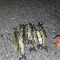 ماهی  تازه|ماهی|شاهین دژ, |دیوار