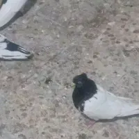 جفت کله سیاه بایدونه شیرازی سیاه کاکول.