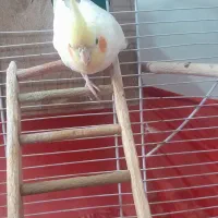 هلندی|پرنده|اردبیل, |دیوار