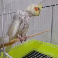 عروس هلندی|پرنده|مبارکه, |دیوار