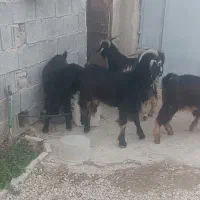 چهار کهره نرچاق وسرحال|حیوانات مزرعه|برازجان, |دیوار