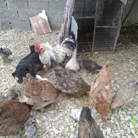 مرغ و خروس|حیوانات مزرعه|دوگنبدان, |دیوار