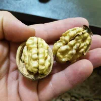 مرکز تولید نهال اصلاح شده و شناسنامه دار (ارومیه)|خدمات باغبانی و درختکاری|تهران, ترمینال غرب|دیوار