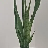گیاه سانسوریا