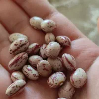 لوبیا چیتی ، قرمز و سفید بومی