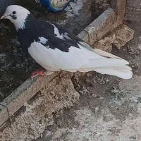 چهار عدد کبوتر  دونه ۲۵۰ت|پرنده|تهران, مولوی|دیوار