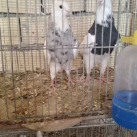 جوانه الماسی و زرین