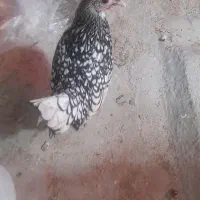 جوجه مرغ سبرایت