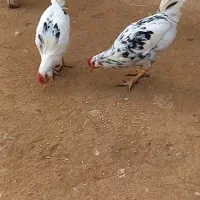 خروس گلین با کردی