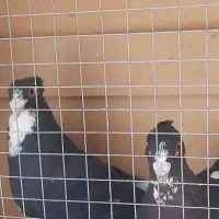 پلنگ معاوضه با زرد. گلی.  دم سیاه.