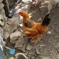 مرغ خروس جوان تازه به تخم اومدن|حیوانات مزرعه|مشهد, حجاب (شهرک غرب)|دیوار