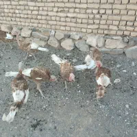 بقلمون