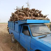 خریدار چوب انگور و ریشه|خدمات باغبانی و درختکاری|تاکستان, |دیوار
