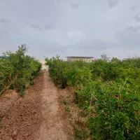 ویلاباغ 845 متری با استخر در شرف آباد