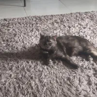 گربه اسکاتیش دبل فولد ماده فحل|گربه|تهران, شهرک دریا|دیوار