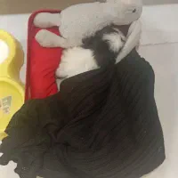 پودل کراس ۲ ماهه