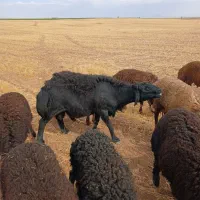 قوچ قزل افشار