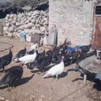 بوقلمون باقیمت مناسب|حیوانات مزرعه|بهبهان, |دیوار