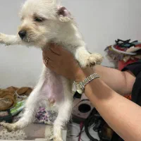 طوله سگ دوماهه|سگ|بندرعباس, |دیوار