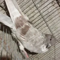 چند عدد کفتر معامله یا معاوضه