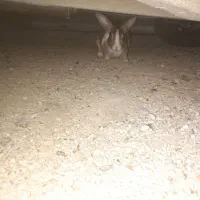 دوعدخرگوش خونگی