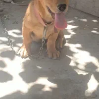 سگ پاکوتاه