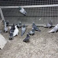 کفتر پلاکی کبوتر المانی|پرنده|رشتخوار, |دیوار