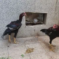 مرغ و خروس لاری